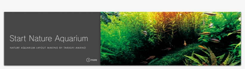 Nature Aquarium Goods - Aquarium, transparent png