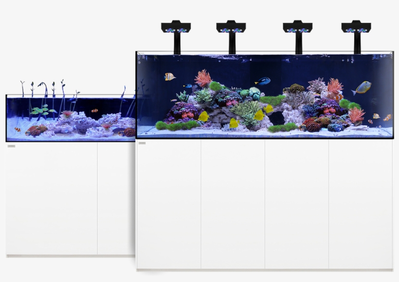 Learn More - Aquarium, transparent png