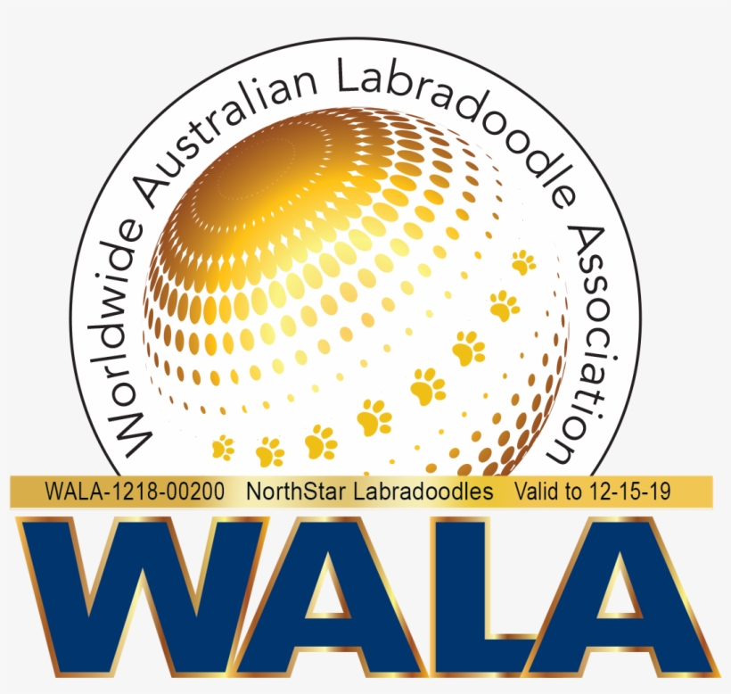 Love And Purpose - Labradoodle, transparent png