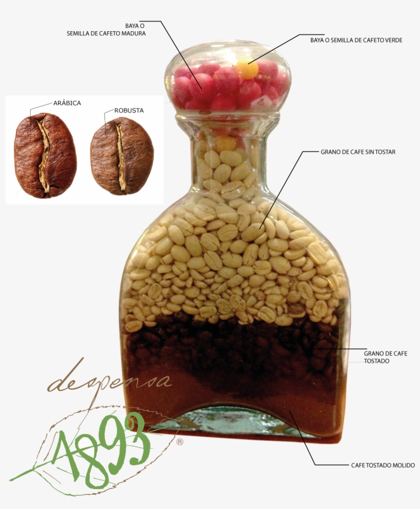 Cafe Proceso Png, transparent png