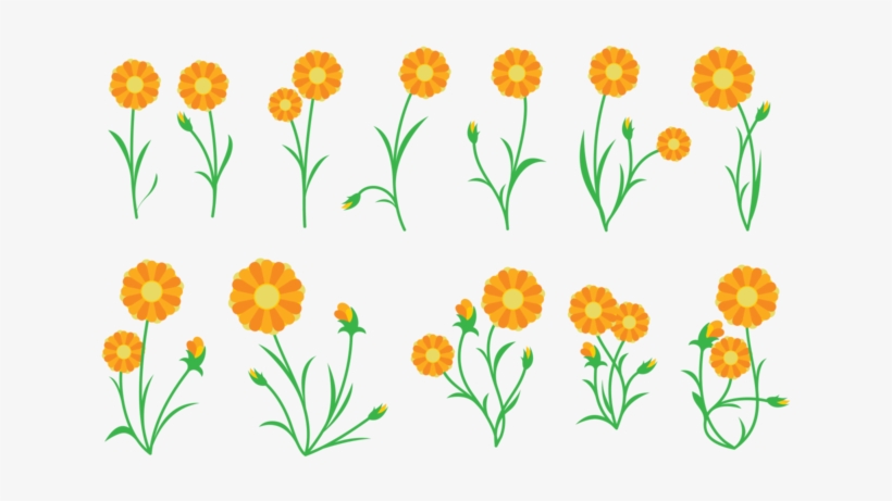 Calendula Plant Vector - Calendula Vector, transparent png