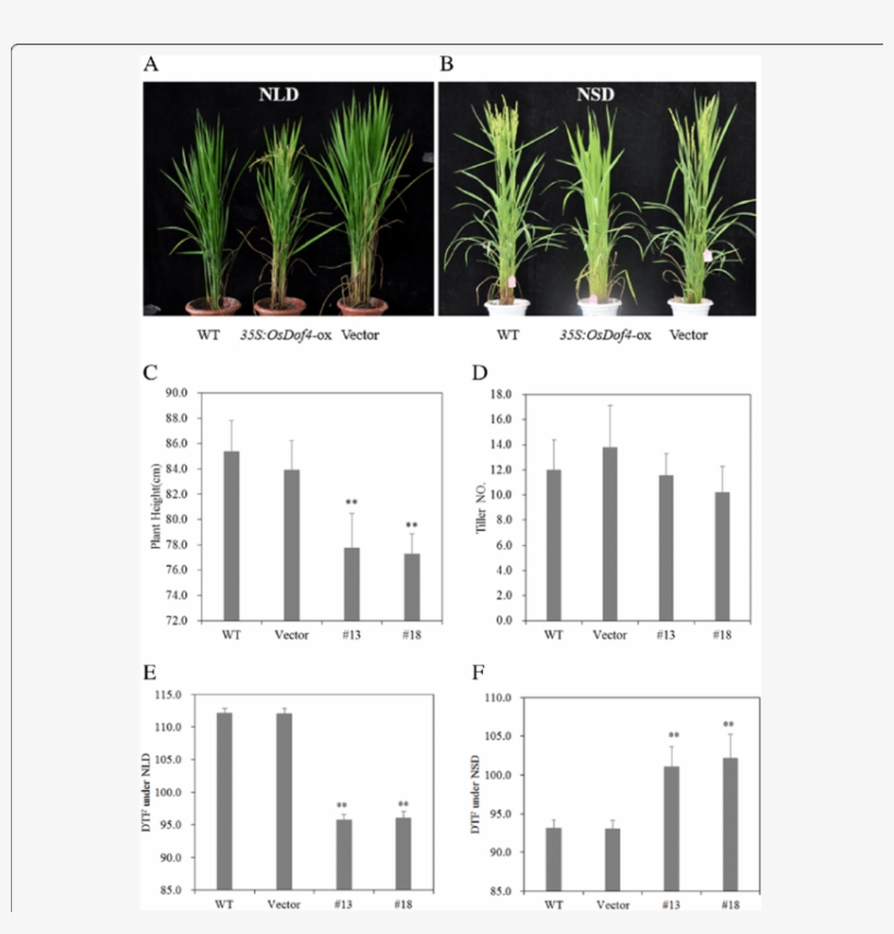 Agronomic Traits Comparison Between Osdof4 Ox And Control - Houseplant, transparent png