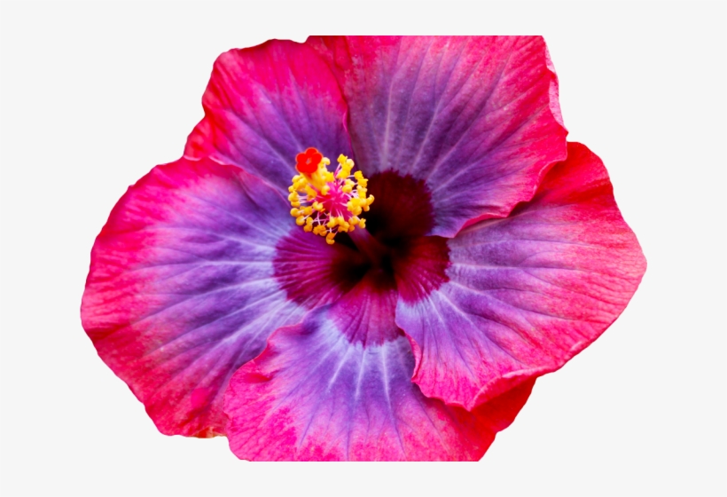 Hibiscus Clipart Png Tumblr - Academy Feat Quinn Xcii Sweet Talk Evan Gartner Remix, transparent png