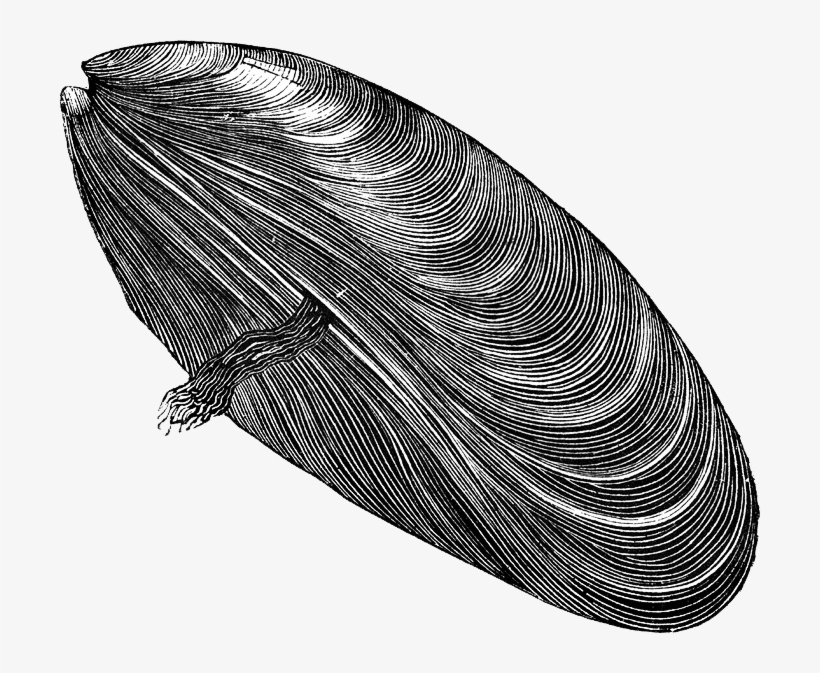 Drawn Mussel Muscle Flex - Mussel Clip Art, transparent png