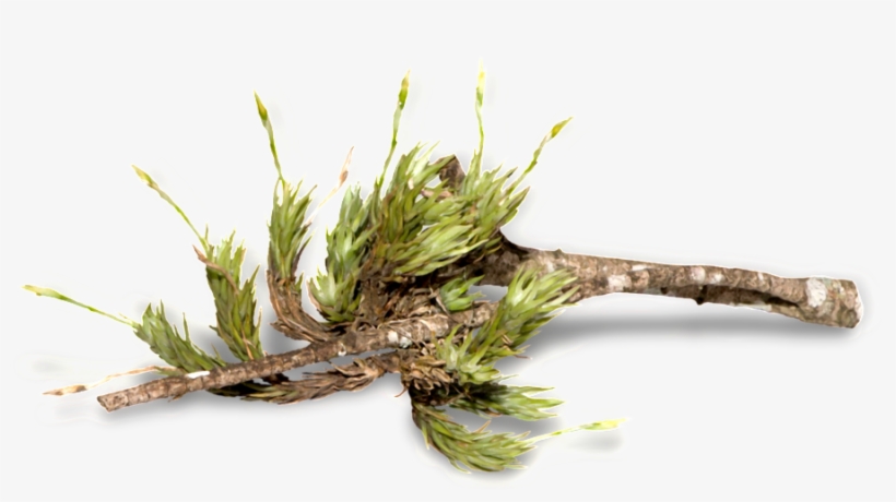 Forest Trees Transparent - Twig, transparent png