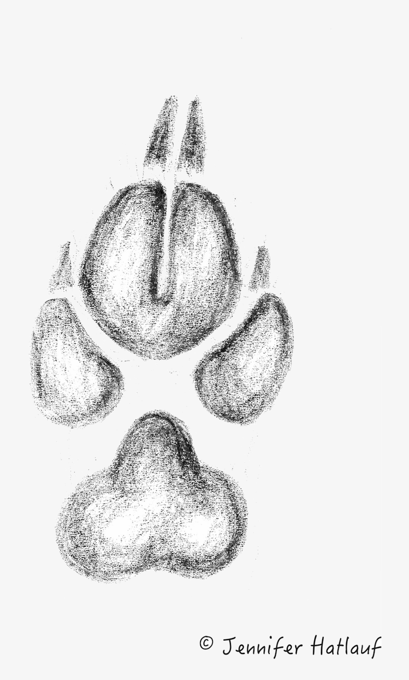 The Tracks Of The Golden Jackal Resembles That Of A - Goldschakal, transparent png