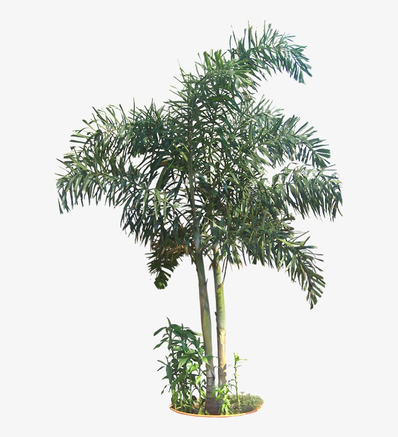 Pin By Putichai Sam On Tree Cut Out/ Cambodian Plants - Roystonea, transparent png