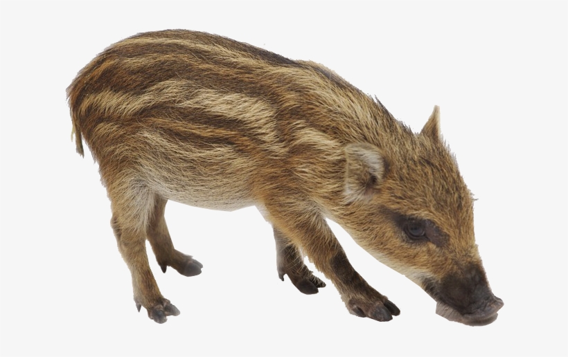 Boar Png Background Image - Wild Boar, transparent png