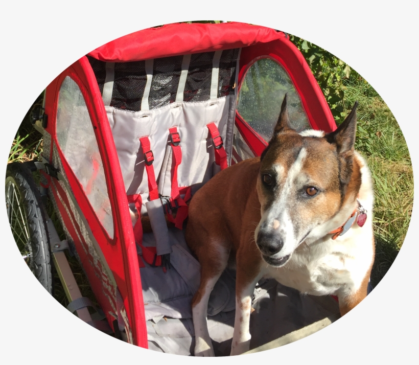 10 Fun Adventures You Can Take With Your Dog In Their - Companion Dog, transparent png