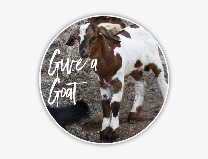 Goat - Foal, transparent png