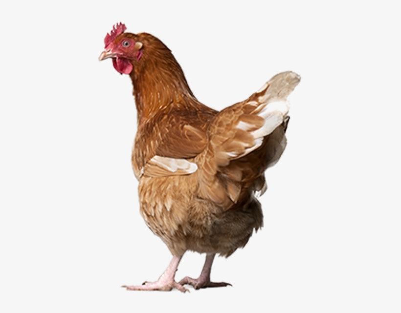 Chicken Png Icon - Free Range Eggs Nz, transparent png