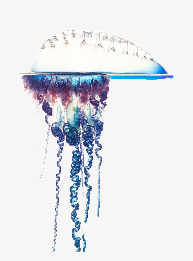 Portuguese Man Of War Png, transparent png