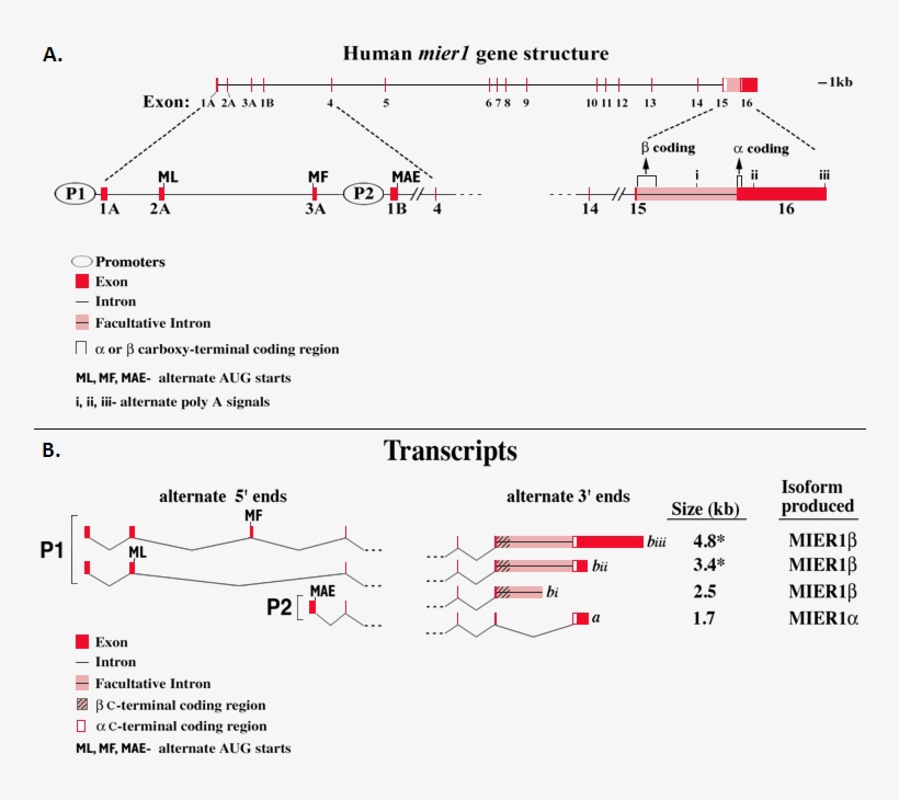 Exons Are Shown As Red Bars/vertical Lines And Introns - Diagram, transparent png