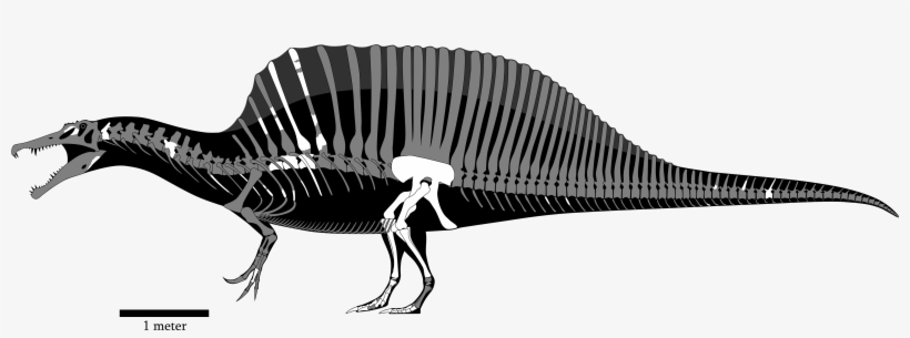 Iphg - Fsac Kk 11888 Spinosaurus, transparent png