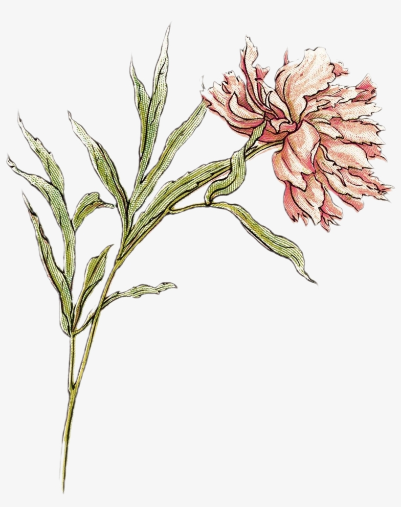 Kate Greenaway • Transparent - Illustration, transparent png