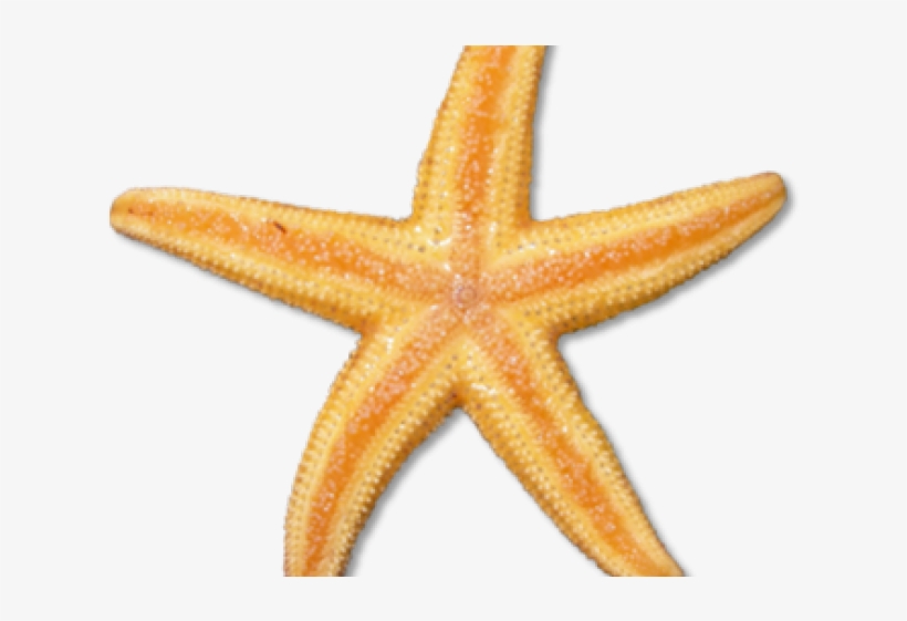 Starfish Clipart Google - Sea Creatures Png, transparent png