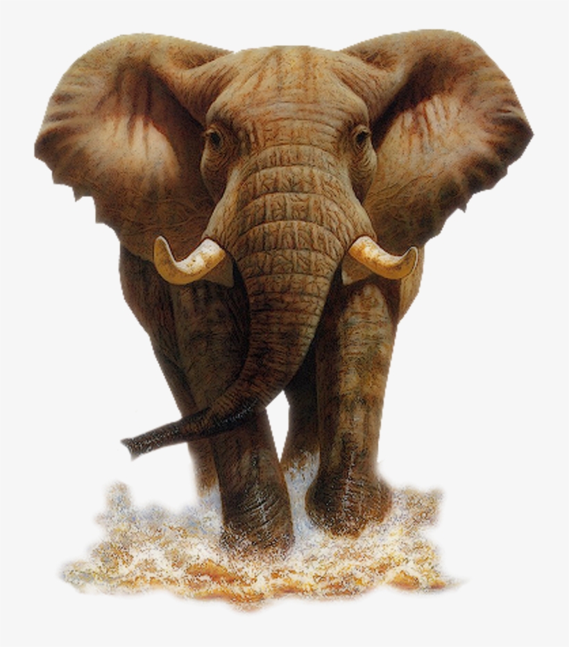 Tubed By Monique42 3452 ❤ Liked On Polyvore Featuring - Elephant, transparent png