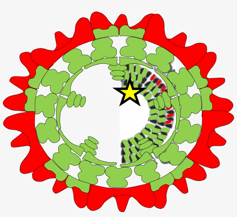 New Type Of Vaccine Developed Against Bluetongue - Hak Iş Sendikası Logo, transparent png
