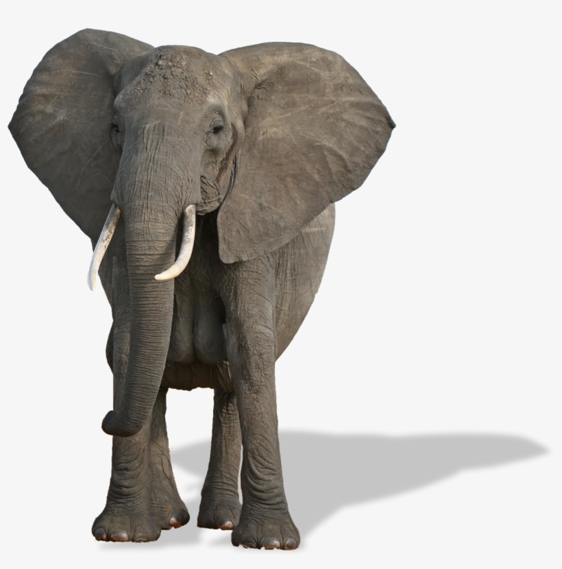Elephants Png Free Pic - ஜெயமோகன் யானை டாக்டர், transparent png