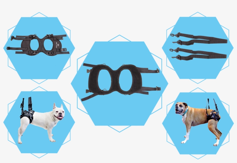 Frequently Asked Questions - Boxer, transparent png