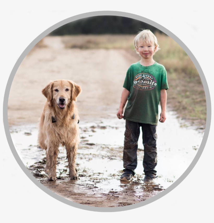 Is Your Family Ready For A Dog - Golden Retriever, transparent png