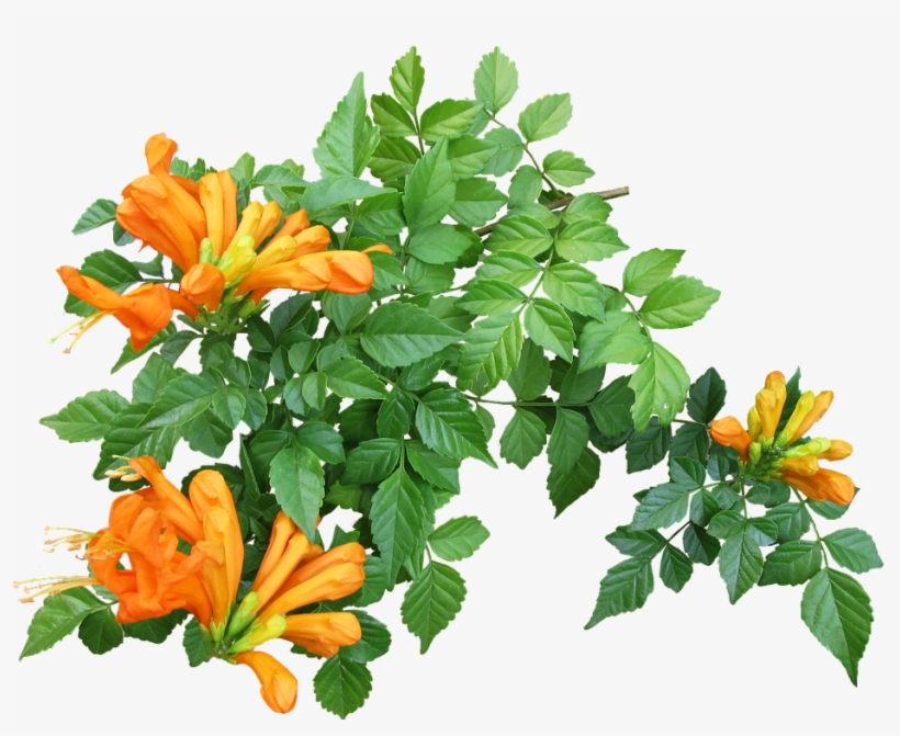 952 X 720 1 - Plant Creepers Png, transparent png