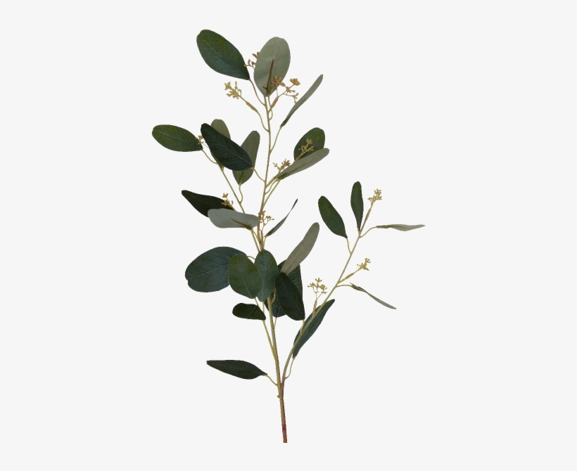 S3810grn Eucalyptus Spray With Seed - Twig, transparent png