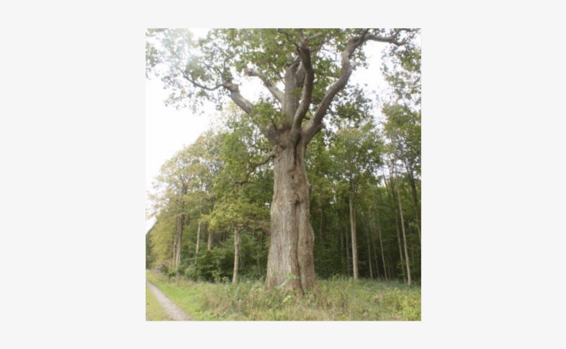 Protection Of Large Trees In Forests May Improve Long-term - Grove, transparent png