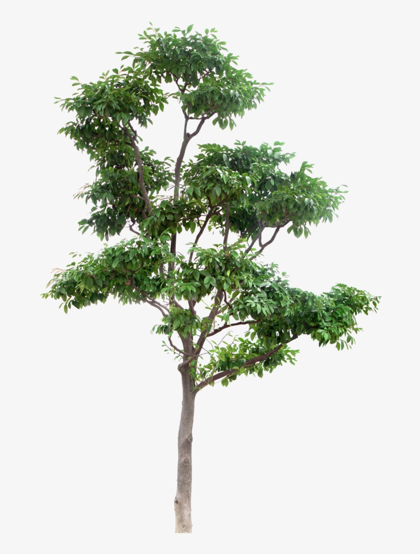 Thumb Image - Multi Stem Tree Png, transparent png