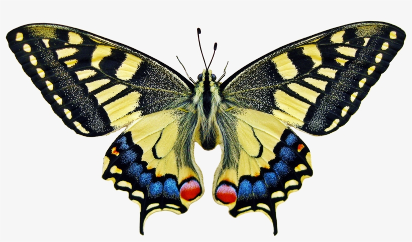 Anise Swallowtail Butterfly Meaning, transparent png