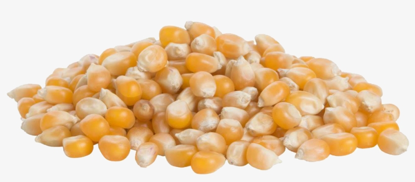 Corn Kernels, transparent png