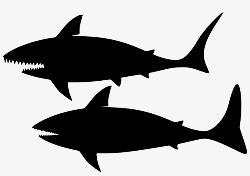 Download Png - Shark, transparent png