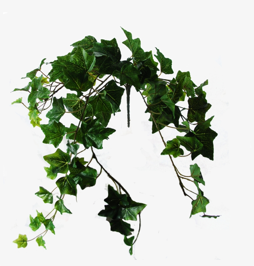 Flowerdutchess Ivy Green 60cm - Datura, transparent png