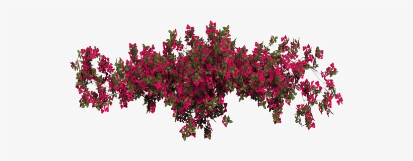 Report Abuse - Bougainvillea Transparent, transparent png