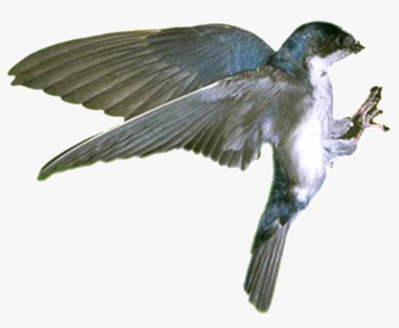Hd Beautiful Bird Static Png - Scrub Jay, transparent png