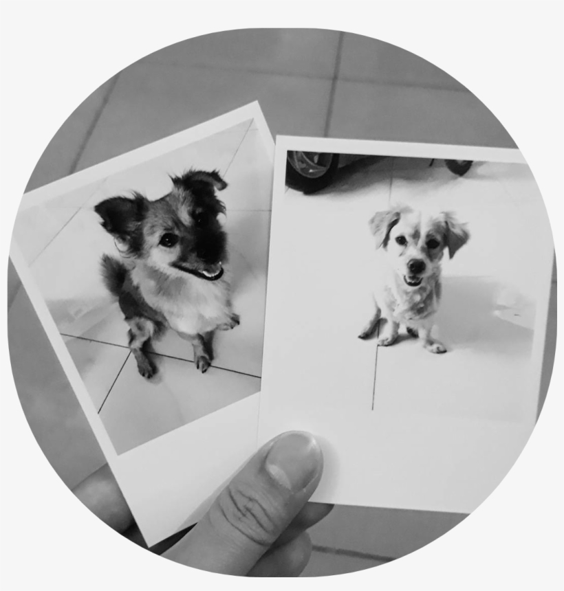 Góc Đỗ Quyên - Chihuahua, transparent png