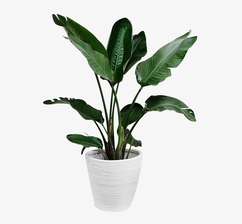 Plants Plant Leaf Arecaceae Palm Branch Green - Green Plant Png, transparent png
