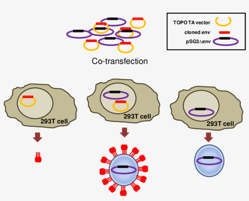 Cloned Env In A Mammalian Expression Vector Lacking, transparent png