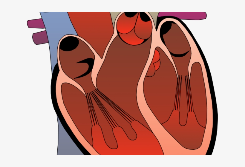 Heart Pictures Clipart Realistic - Right Ventricle Outflow Tract, transparent png