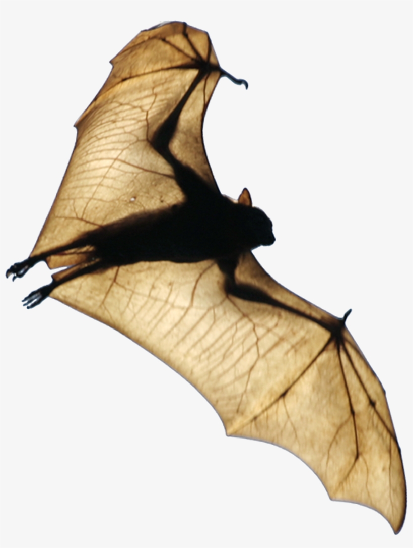 Bat Wing Png, transparent png