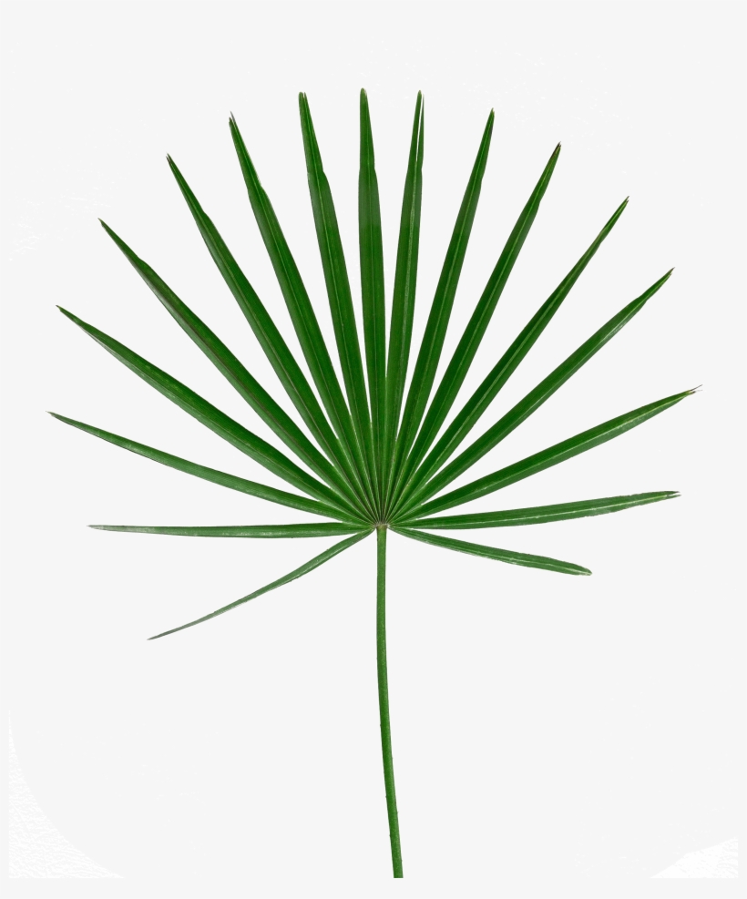 Download, transparent png