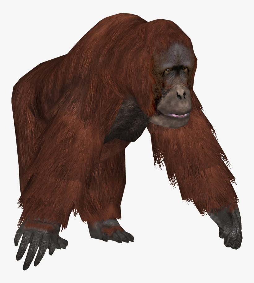 Gorillas Chimpanzee And Orangutan, transparent png