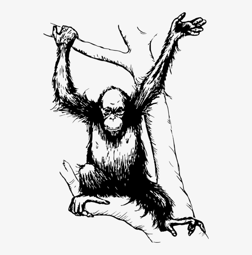 Bornean Orangutan The Orangutan Drawing Computer Icons - Orang Utan Black And White, transparent png