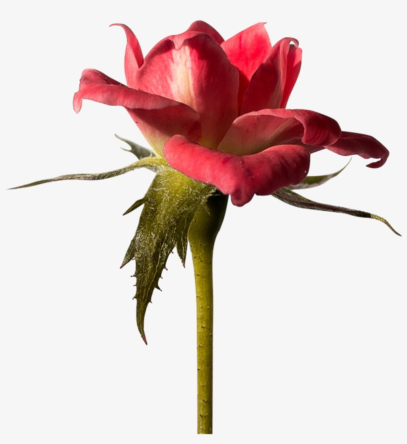 Download - Red Wallpaper Backgrounds Rose Hd, transparent png