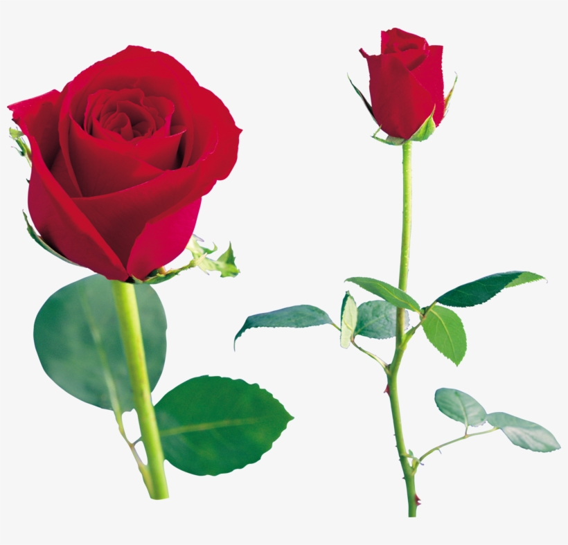 Rose Png, Download Png Image With Transparent Background, - Canlı Güller, transparent png