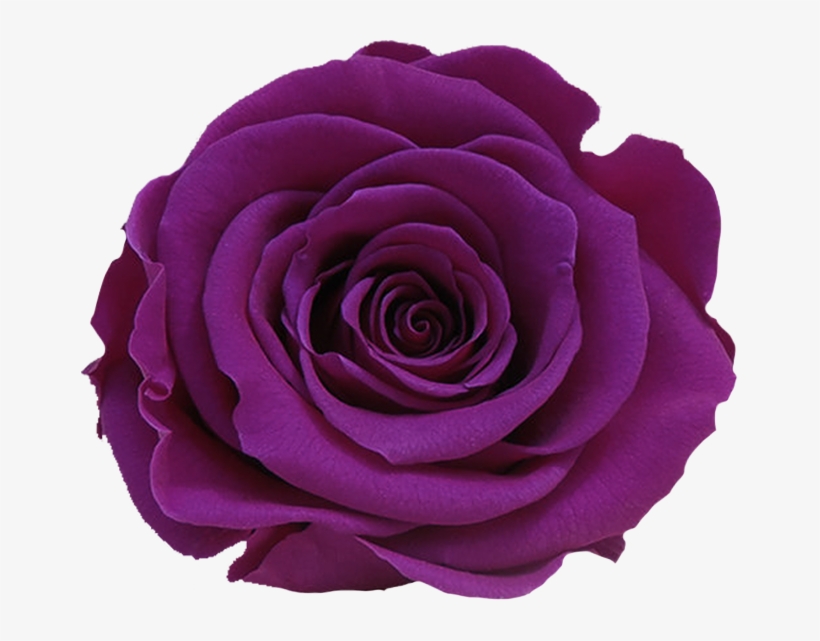 Stem Rose Individual Box - Floribunda, transparent png