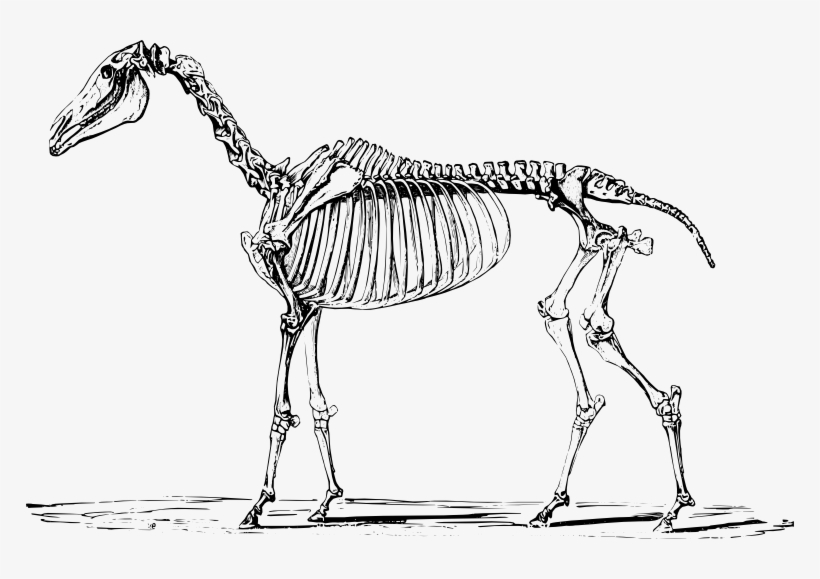 Horse Skeleton From Theobald Agricultural Zoology - Skeleton Of A Horse, transparent png