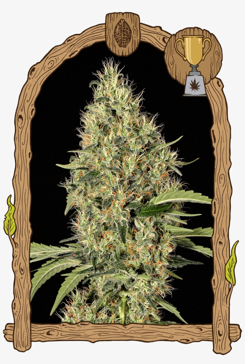 Gypsy Widow - Black Lemon Exotic Seeds, transparent png