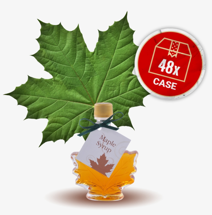 Maple Syrup, Small Maple Leaf Bottle, 48 X Bottles - Green Maple Leaf, transparent png