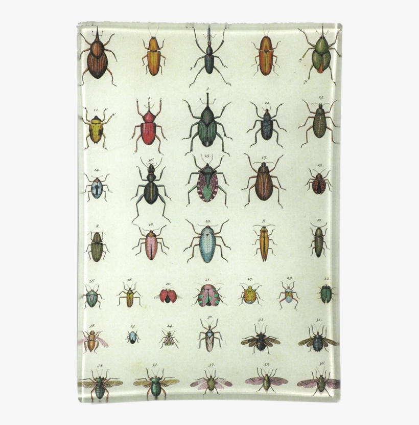 Dung Beetle, transparent png